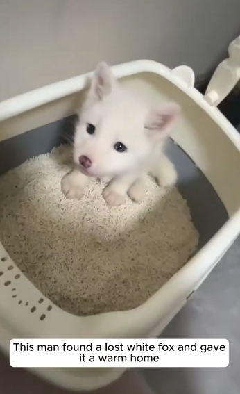 C2510001_man found lost white fox gave it warm home #animalshorts…_part2