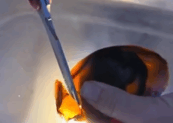 C2510002_girl rescued shark egg raised it until… #animalshorts #a…_part2