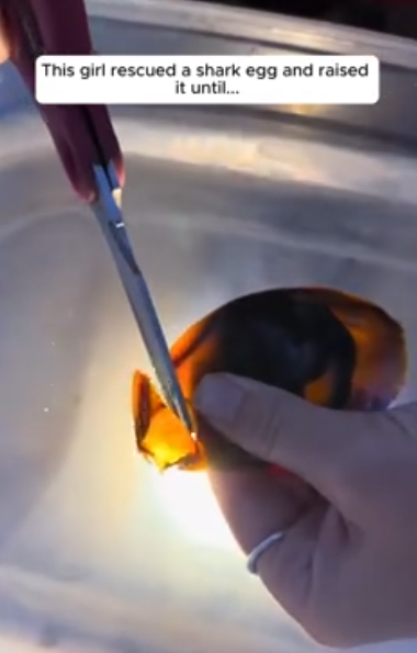 C2510002_girl rescued shark egg raised it until… #animalshorts #a…_part2