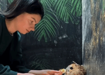 C2510003_family rescued small owl was stuck in wire fence th…_part2