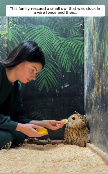 C2510003_family rescued small owl was stuck in wire fence th…_part2