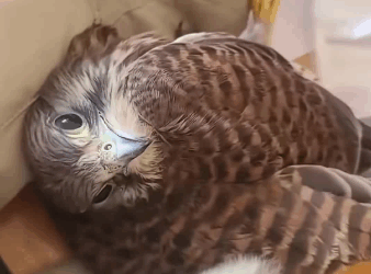 C2510004_girl rescued weak kestrel had crashed into door then….._part2