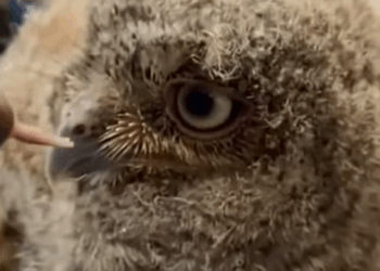 C2510005_baby owl stuck in treetop was rescued adopted by kind people…_part2