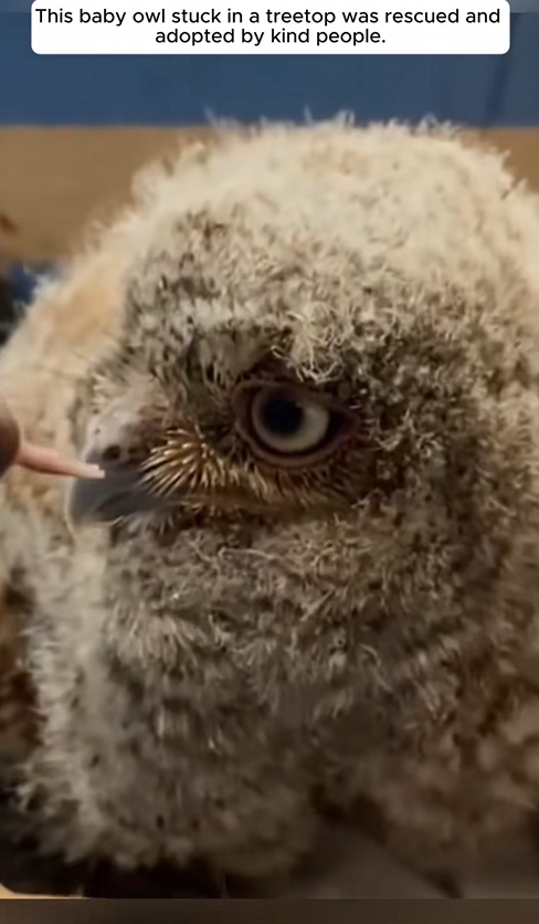 C2510005_baby owl stuck in treetop was rescued adopted by kind people…_part2