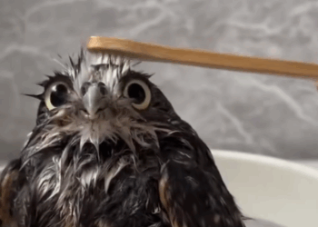 C2510006_man rescued an owl was trapped in rubber bowl then #a…_part2