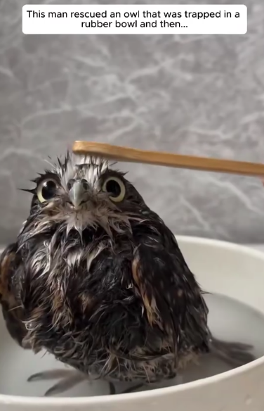 C2510006_man rescued an owl was trapped in rubber bowl then #a…_part2