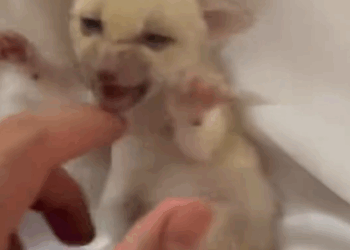C2510007_family adopted baby fennec fox in their home then #animals…_part2