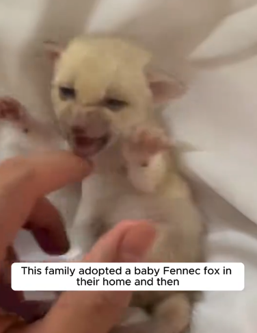 C2510007_family adopted baby fennec fox in their home then #animals…_part2