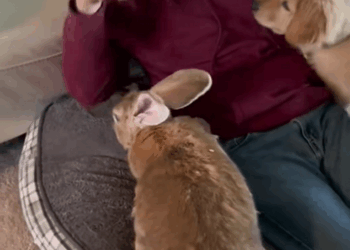 C0210022_family rescued adopted drowning baby rabbit #animal #anima…_part2