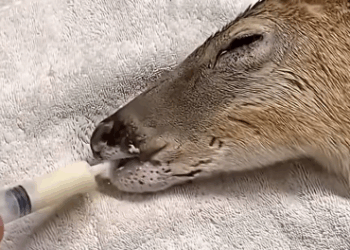 C2510008_kind couple rescued deer had fallen into frozen river_part2