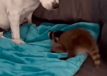 C2510009_Man adopted baby raccoon lost its mother #animal #rescueanimals #an…_part2