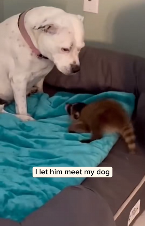 C2510009_Man adopted baby raccoon lost its mother #animal #rescueanimals #an…_part2