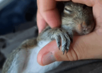 C2510010_found adopted lost baby squirrel #animal #rescueanimals #anim…_part2