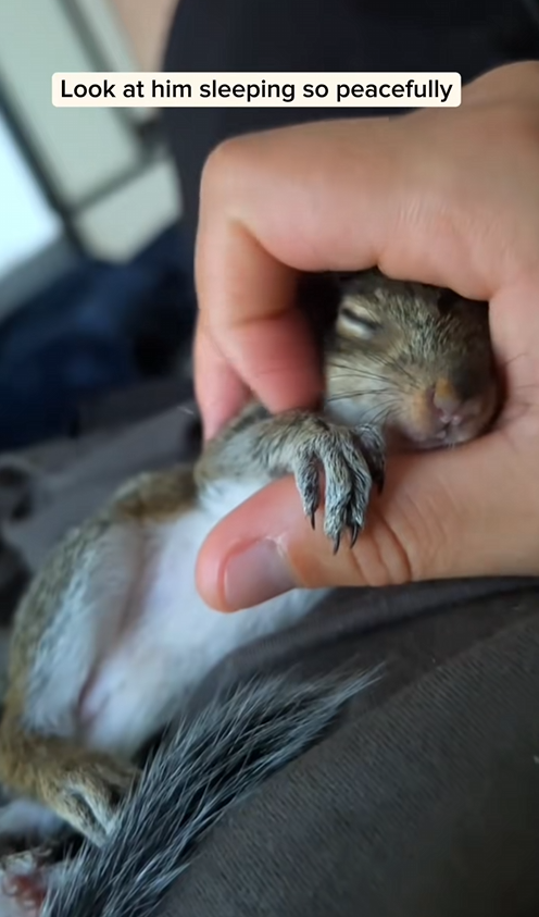 C2510010_found adopted lost baby squirrel #animal #rescueanimals #anim…_part2