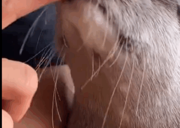 C2510011_Man adopted an otter then #animal #rescueanimals #animalsoftiktok…_part2