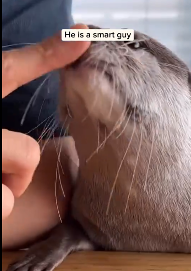 C2510011_Man adopted an otter then #animal #rescueanimals #animalsoftiktok…_part2