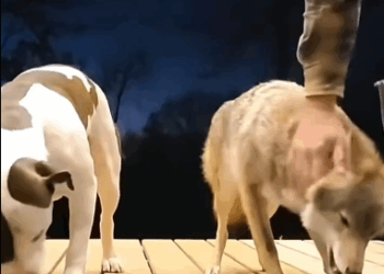 C2510012_Man rescued trapped coyote adopted it #animal #rescueanimals #a…_part2