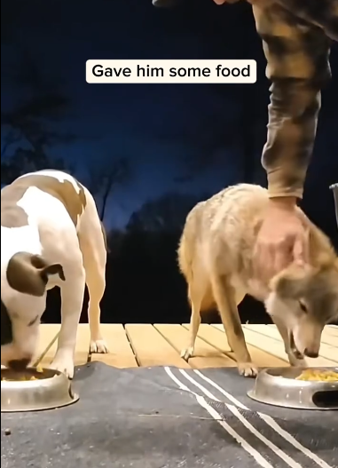 C2510012_Man rescued trapped coyote adopted it #animal #rescueanimals #a…_part2