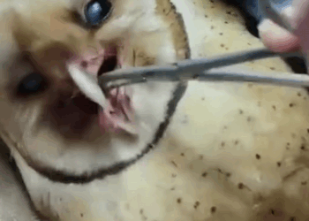 C2510013_Man found adopted an owl stuck under wheel #animal #rescueani…_part2