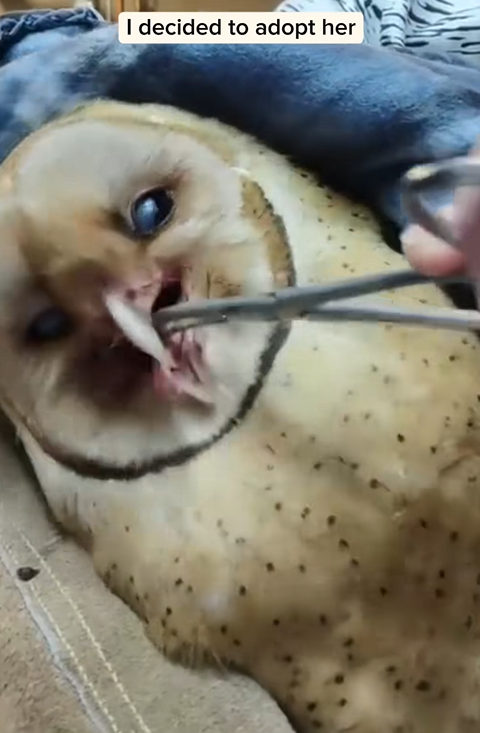 C2510013_Man found adopted an owl stuck under wheel #animal #rescueani…_part2