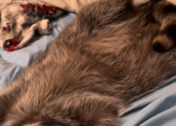 C2510014_Girl adopted raccoon funny story then #animal #rescueanimals #a…_part2