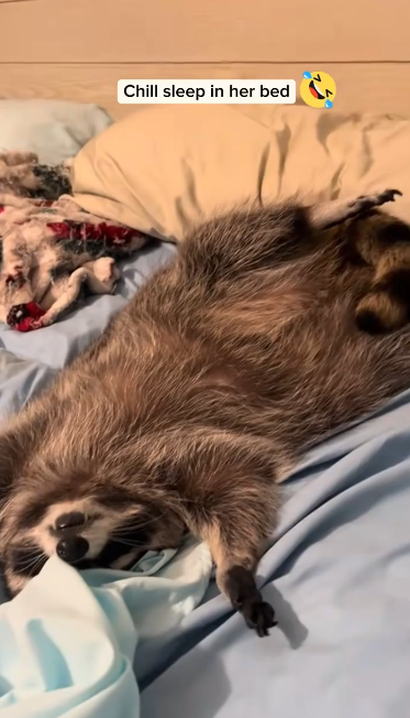 C2510014_Girl adopted raccoon funny story then #animal #rescueanimals #a…_part2