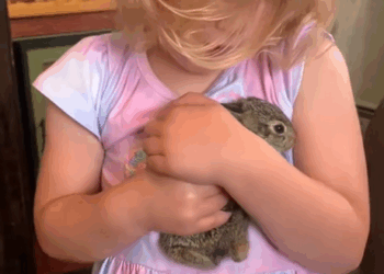 C2510015_My dog found baby rabbit adopted it #animal #rescueanimals #a…_part2