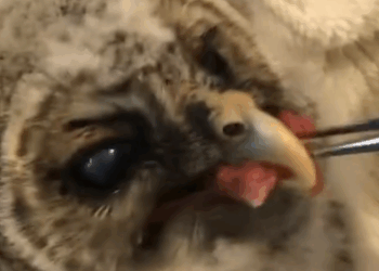 C2510016_Rescue baby owl lost her mother #animal #rescueanimals #animalsofti…_part2