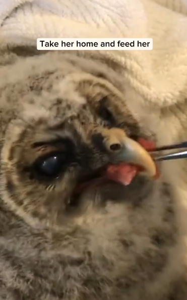 C2510016_Rescue baby owl lost her mother #animal #rescueanimals #animalsofti…_part2