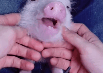 C0210023_rescue care sick piglet then#animal #animalrescue#fyp…_part2