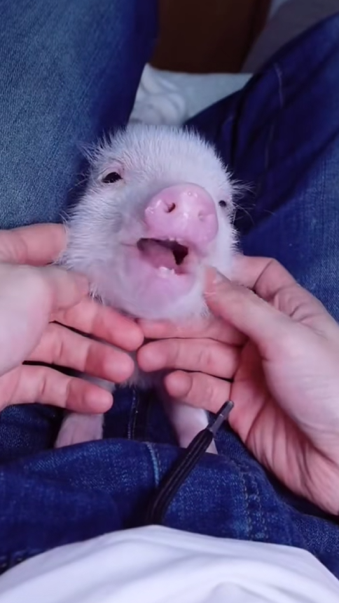 C0210023_rescue care sick piglet then#animal #animalrescue#fyp…_part2