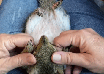 C2510017_Girl found rescued squirrel stuck outside window #animal #r…_part2