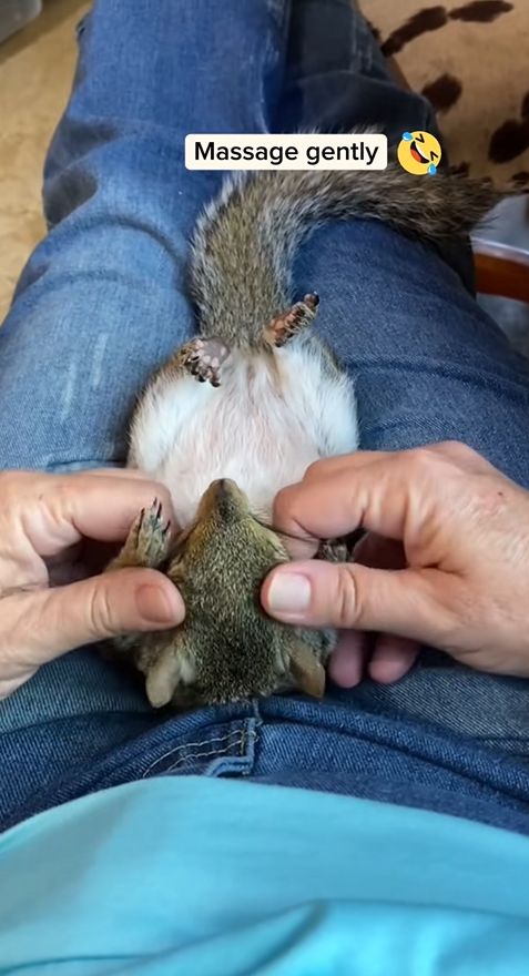 C2510017_Girl found rescued squirrel stuck outside window #animal #r…_part2