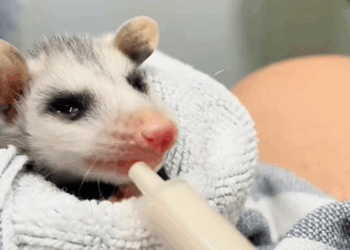 C2510018_Girl rescued baby opossum #animal #rescueanimals #animalsoftiktok_part2