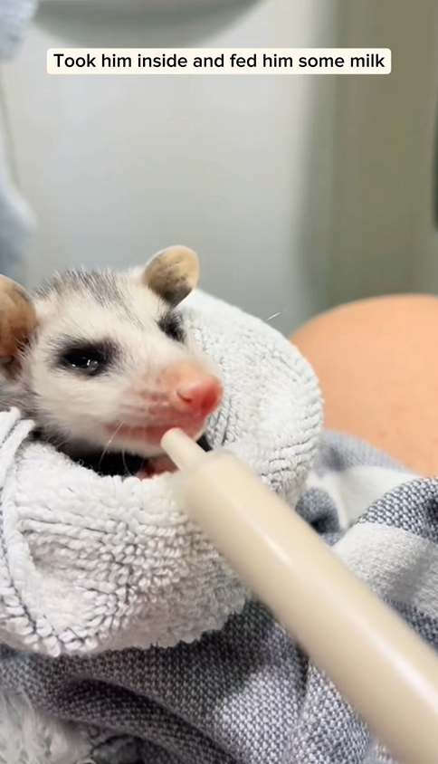 C2510018_Girl rescued baby opossum #animal #rescueanimals #animalsoftiktok_part2