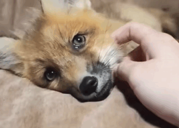 C2510019_lost baby fox followed me home #animal #rescueanimals #animalsoftik…_part2