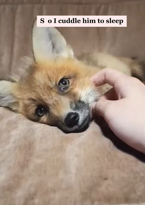 C2510019_lost baby fox followed me home #animal #rescueanimals #animalsoftik…_part2