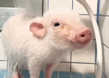 C2510020_Girl did to revive piglet #animal #rescueanimals #animalsoft…_part2