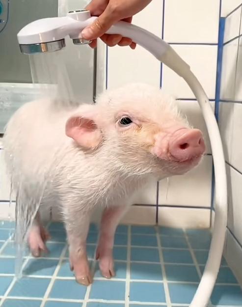 C2510020_Girl did to revive piglet #animal #rescueanimals #animalsoft…_part2