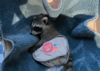 C2510022_My dad found baby raccoon in garden #animal #rescueanimals #ani…_part2