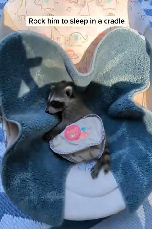 C2510022_My dad found baby raccoon in garden #animal #rescueanimals #ani…_part2