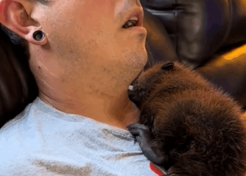 C2510023_family rescued trapped baby beaver then #animal #rescueani…_part2