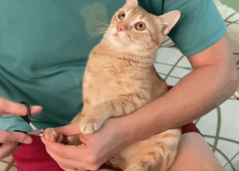 C2510024_found an injured kitten adopted him #animal #rescueanimals #ani…_part2