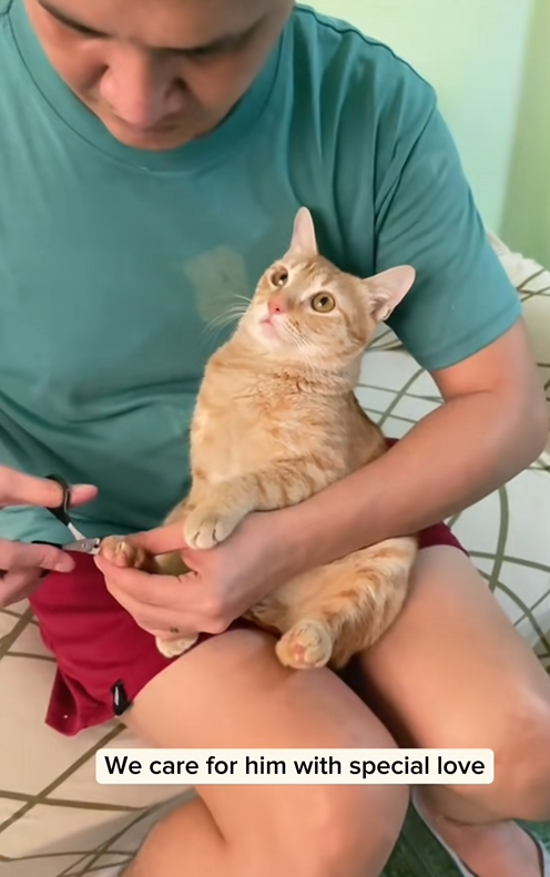 C2510024_found an injured kitten adopted him #animal #rescueanimals #ani…_part2