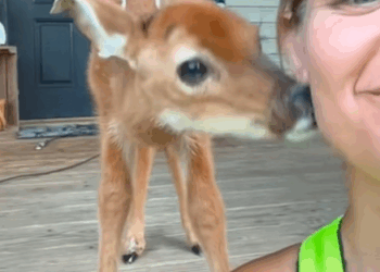 C2510025_Girl rescued baby deer lost its mother #animal #rescueanimals #anim…_part2