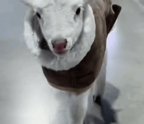 C2510026_Man rescued stucked lamb then #animal #rescueanimals #animalsof…_part2