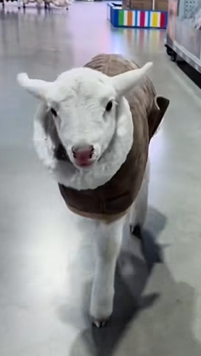 C2510026_Man rescued stucked lamb then #animal #rescueanimals #animalsof…_part2
