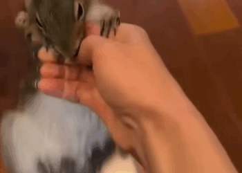 C0210024_Rescue Baby Squirrel #rescueanimals #animallover #squirrel #animals_part2