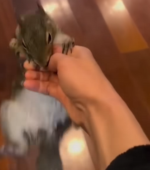 C0210024_Rescue Baby Squirrel #rescueanimals #animallover #squirrel #animals_part2