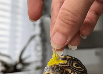 C2510027_Girl picks up baby tortoise brings it home #animals #animalsoft…_part2